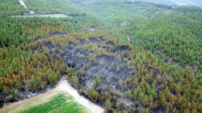 Muğladaki orman yangınında sabotaj şüphesi Soruşturma başlatıldı