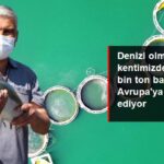 Yılda 60 Ton Balık Üretip Avrupa'ya İhraç Ediyor