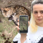 İstanbul'da Sitede Vahşet! 3 Yavru Kedi Öldü