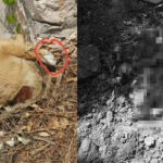 Vahşet! Yavru Köpekler Katledildi
