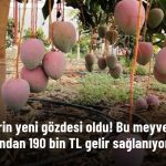 Üreticilerin Yeni Gözdesi Mango