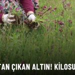 Salebin Hasadı Başladı! Kilosu 2 Bin TL