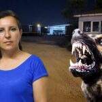 Edirne'de Köpek Toplama Gerginliği