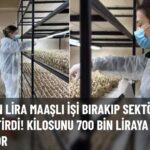 Maaşlı İşini Bıraktı Safran Üretiyor