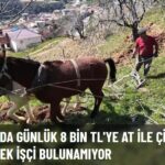 8 Bin TL Yevmiye ile Çift Sürme İşine İşçi Bulunamıyor