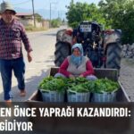 Asma Yaprağı Sezonu Açıldı: Üreticiye Erken Gelir Kapısı